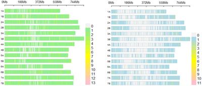 High-throughput phenotyping using hyperspectral indicators supports the genetic dissection of yield in durum wheat grown under heat and drought stress